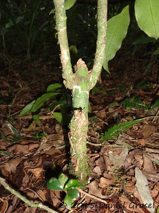 Psychotria nitidula