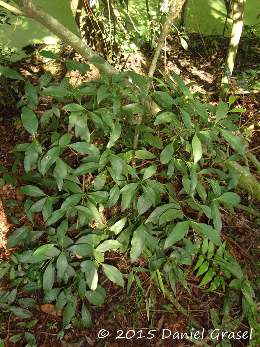 Psychotria nitidula
