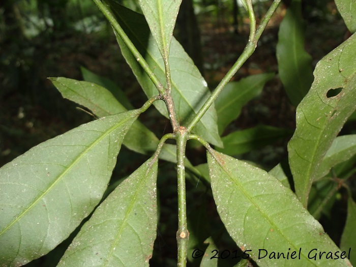 Psychotria nitidula