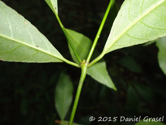 Psychotria nitidula