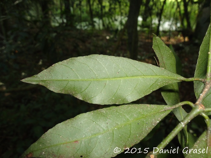 Psychotria nitidula