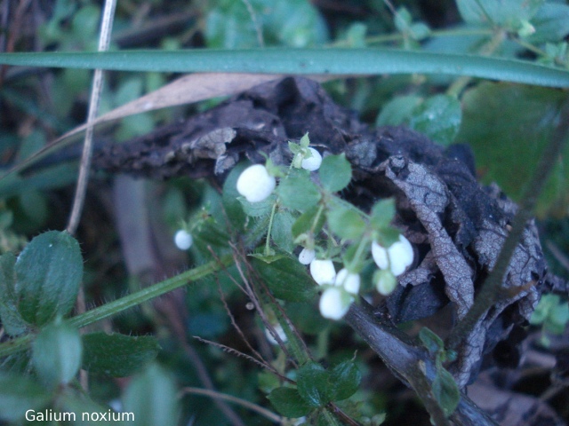 Galium noxium