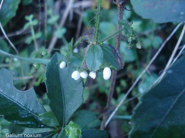 Galium noxium