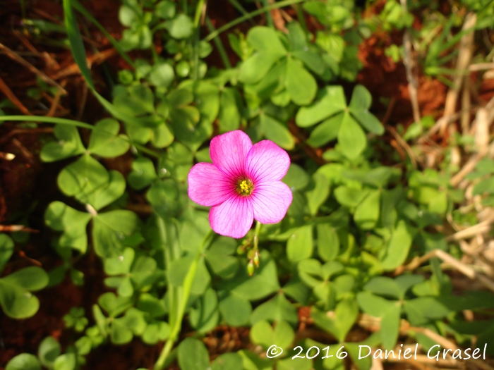 Oxalis bipartita