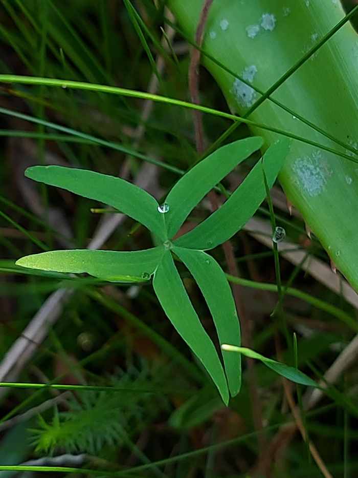 Oxalis bipartita