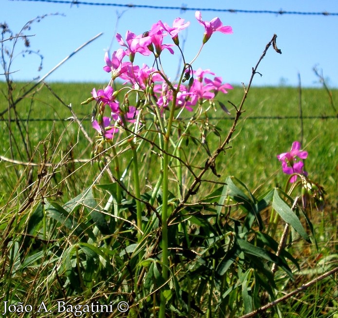 Oxalis bipartita