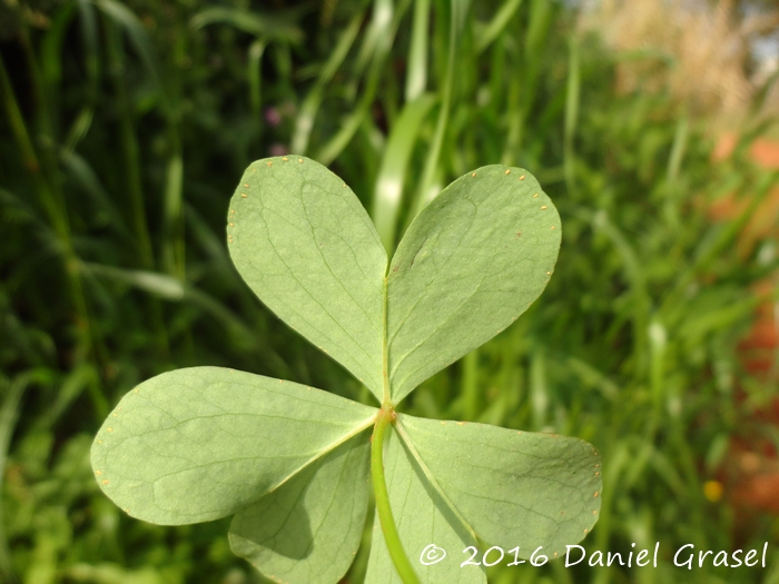 Oxalis bipartita