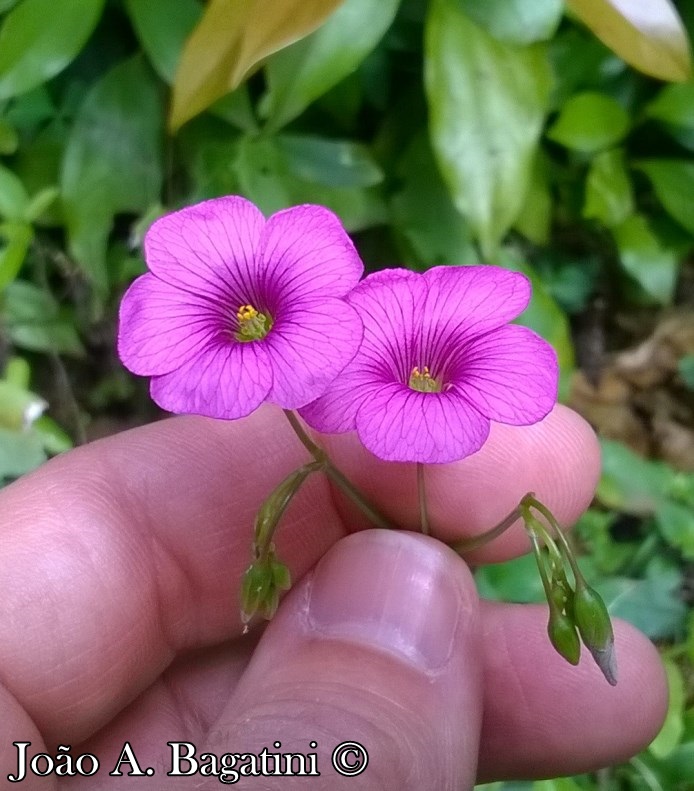 Oxalis bipartita