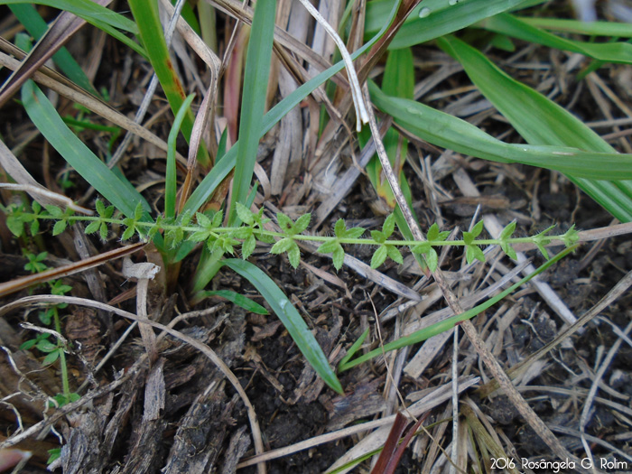 Galium humile