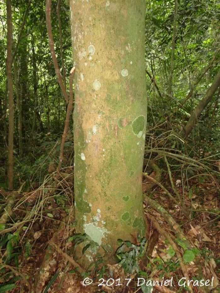 Gleditsia amorphoides