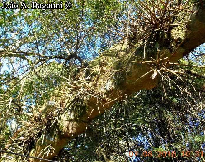 Gleditsia amorphoides