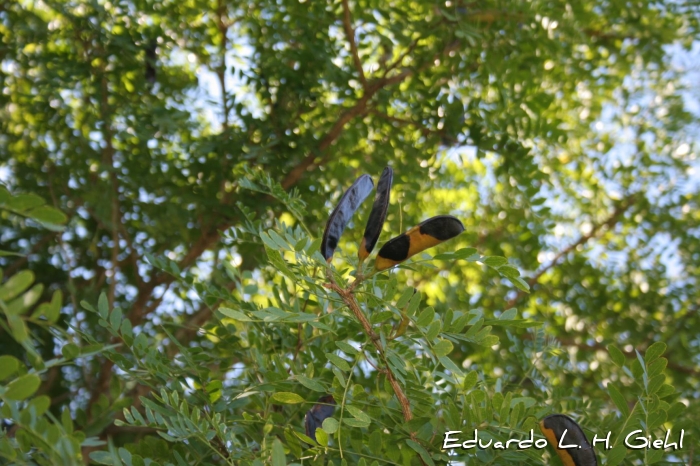 Gleditsia amorphoides