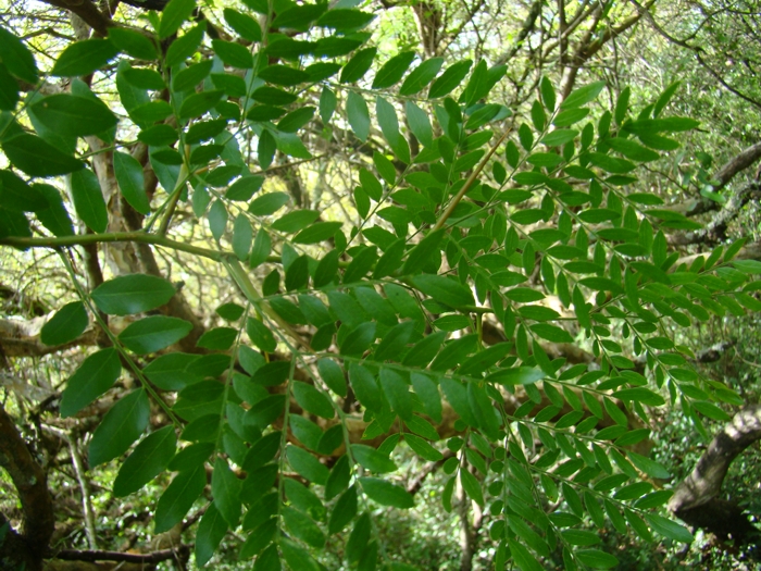 Gleditsia amorphoides