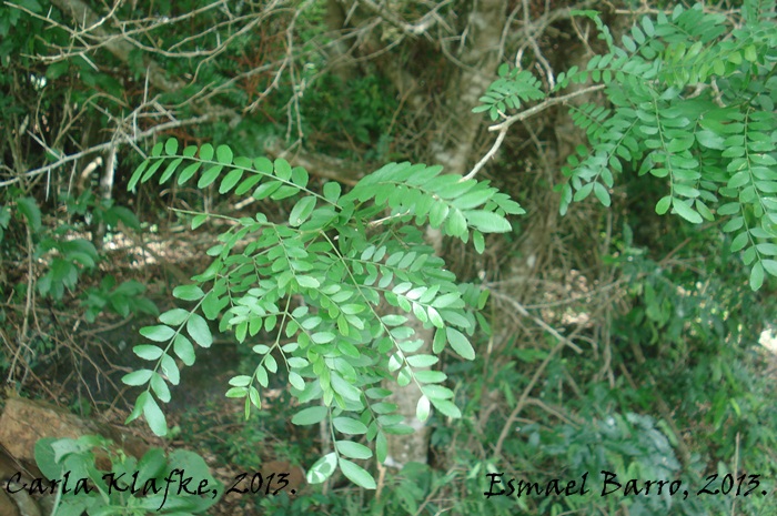 Gleditsia amorphoides