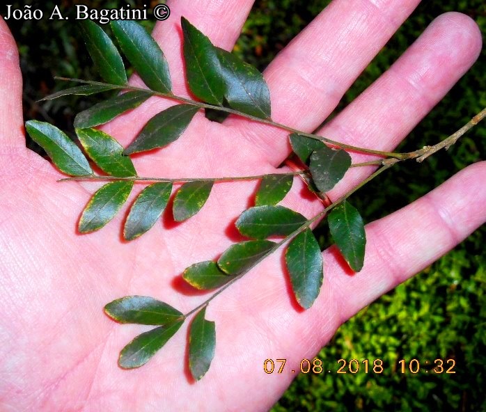 Gleditsia amorphoides