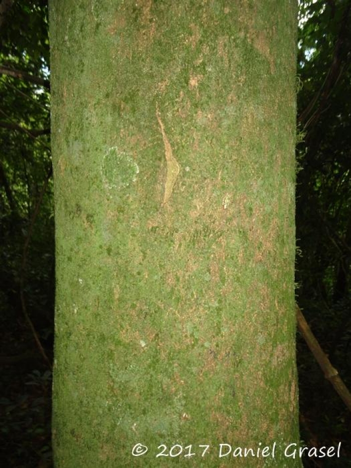 Gleditsia amorphoides