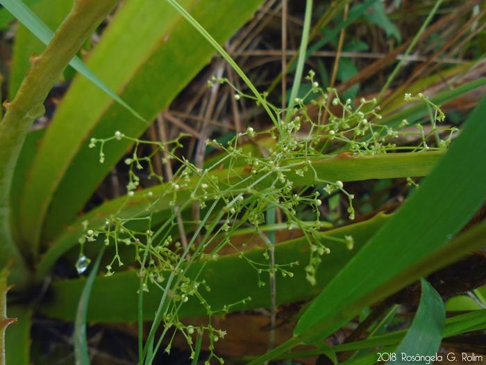 Galium equisetoides