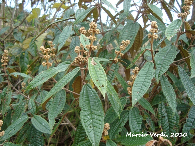 Miconia hyemalis