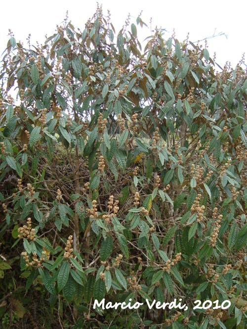 Miconia hyemalis