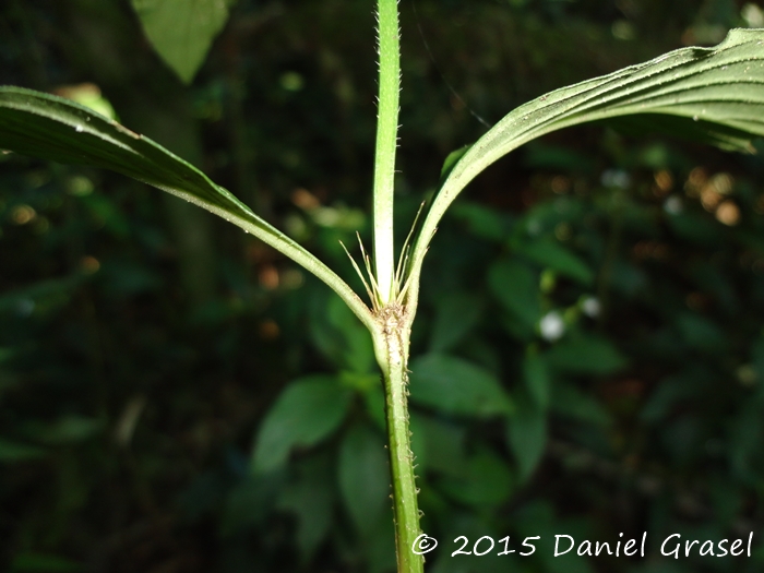 Galianthe hispidula