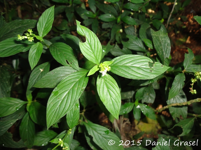 Galianthe hispidula