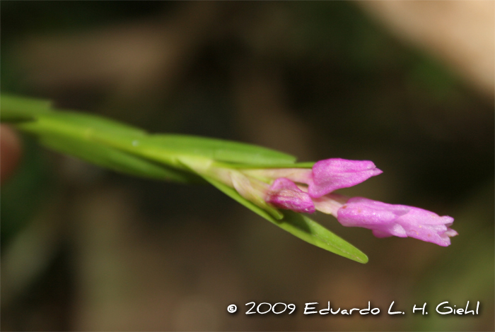 Isochilus linearis