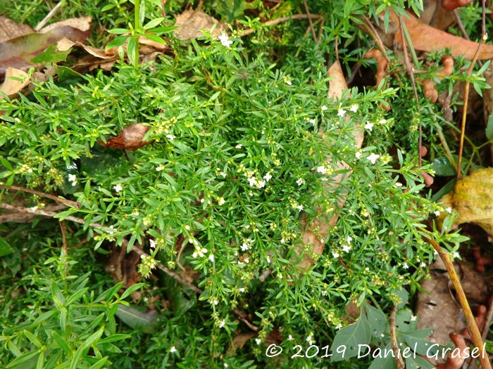 Galianthe brasiliensis