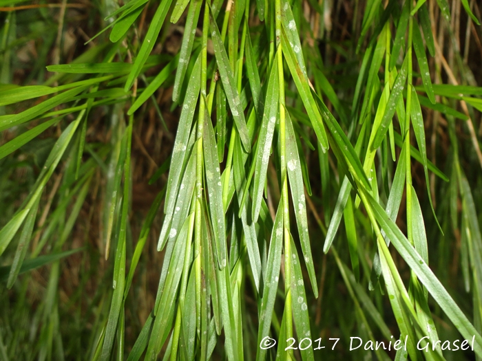 Isochilus linearis