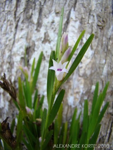 Isochilus linearis