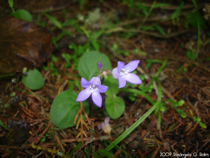 Coccocypselum pulchellum