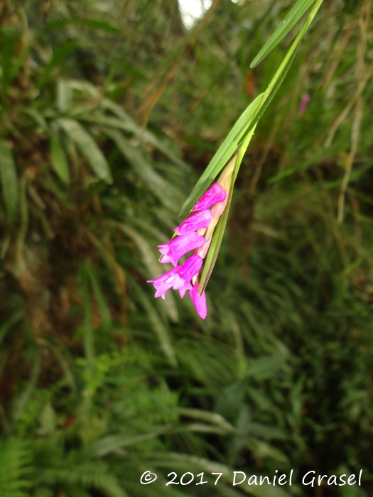 Isochilus linearis