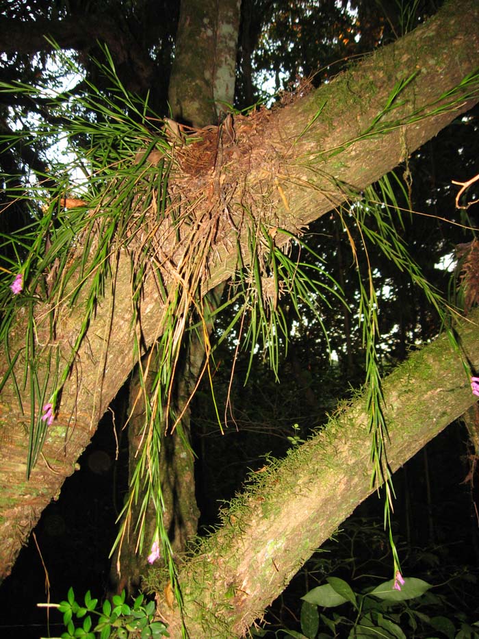 Isochilus linearis