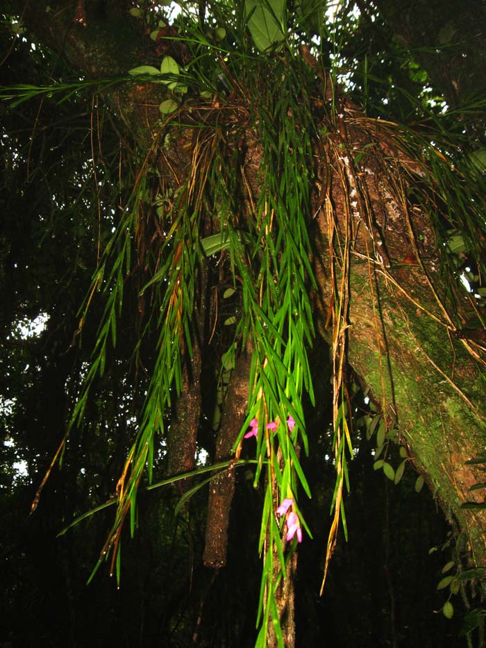 Isochilus linearis