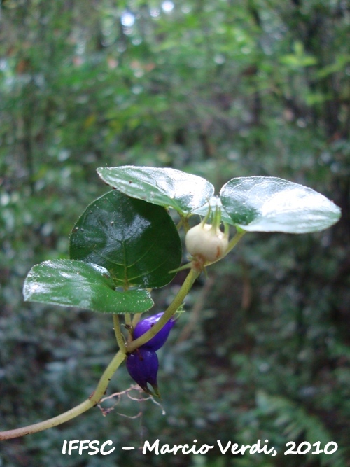 Coccocypselum geophiloides