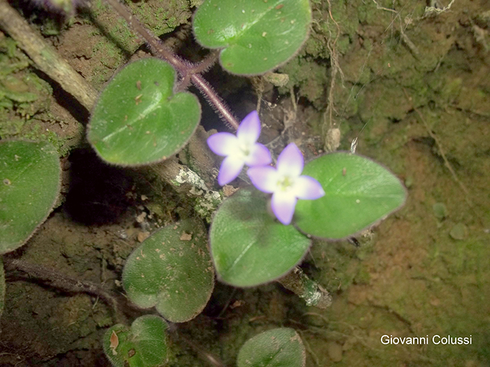 Coccocypselum cordifolium