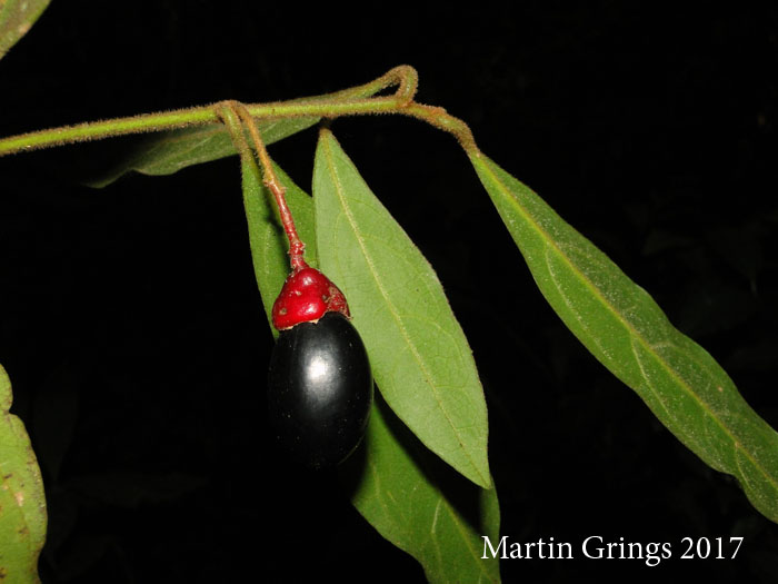 Endlicheria paniculata