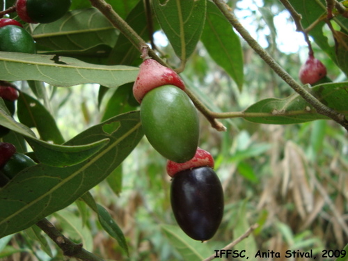 Endlicheria paniculata