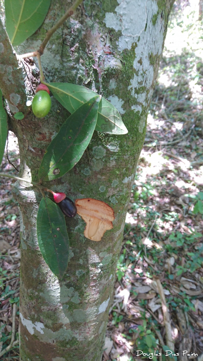 Endlicheria paniculata