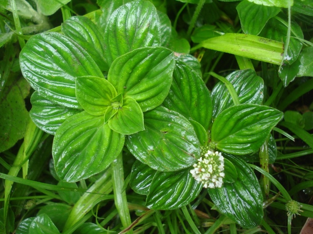 Borreria palustris