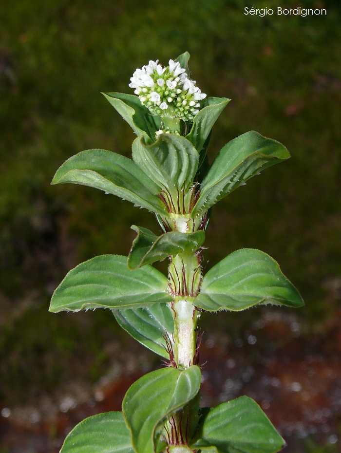 Borreria palustris