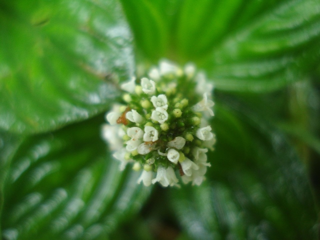 Borreria palustris