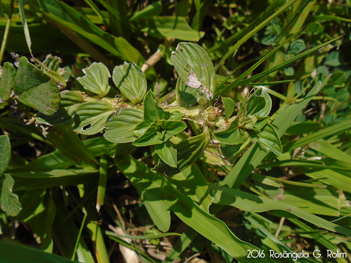 Borreria palustris