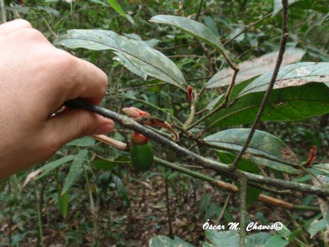 Endlicheria paniculata