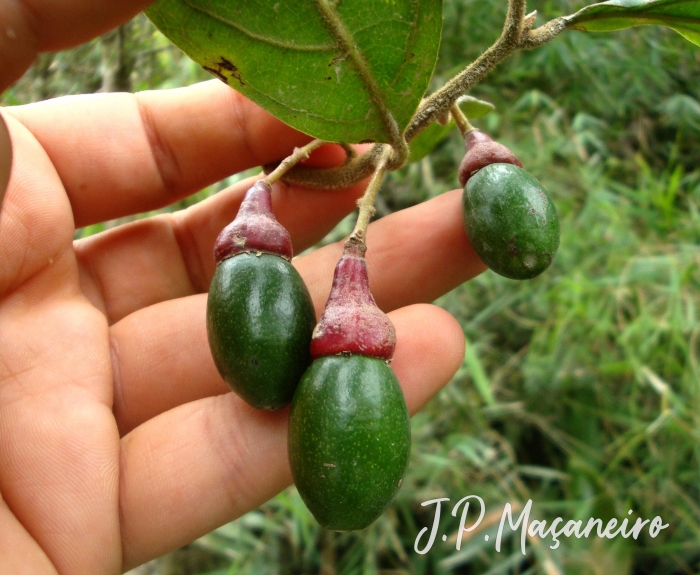 Endlicheria paniculata