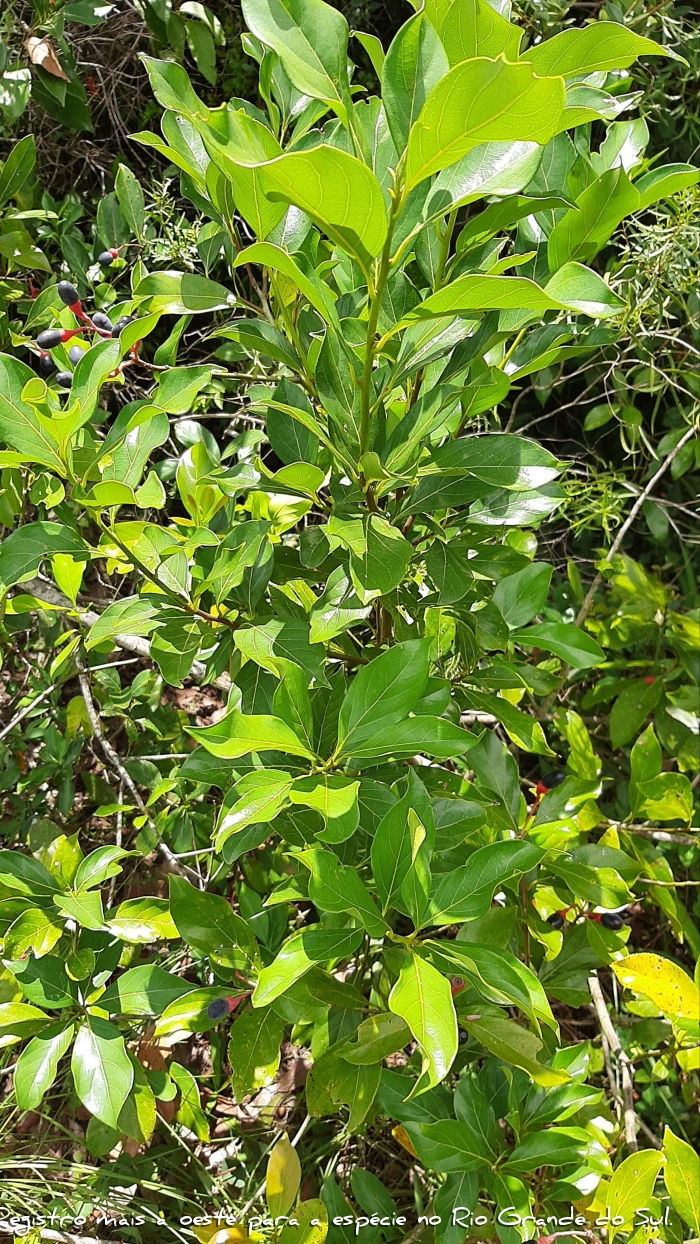 Endlicheria paniculata