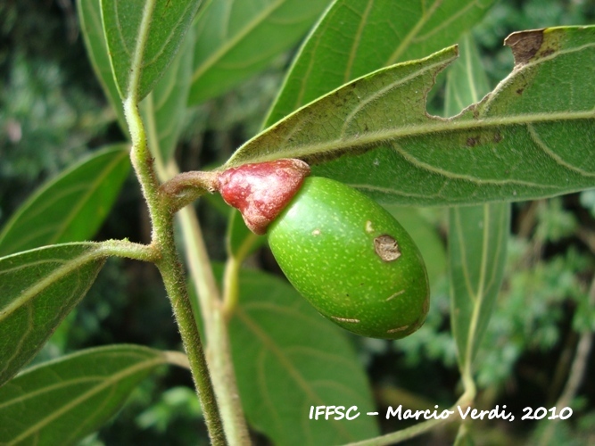 Endlicheria paniculata