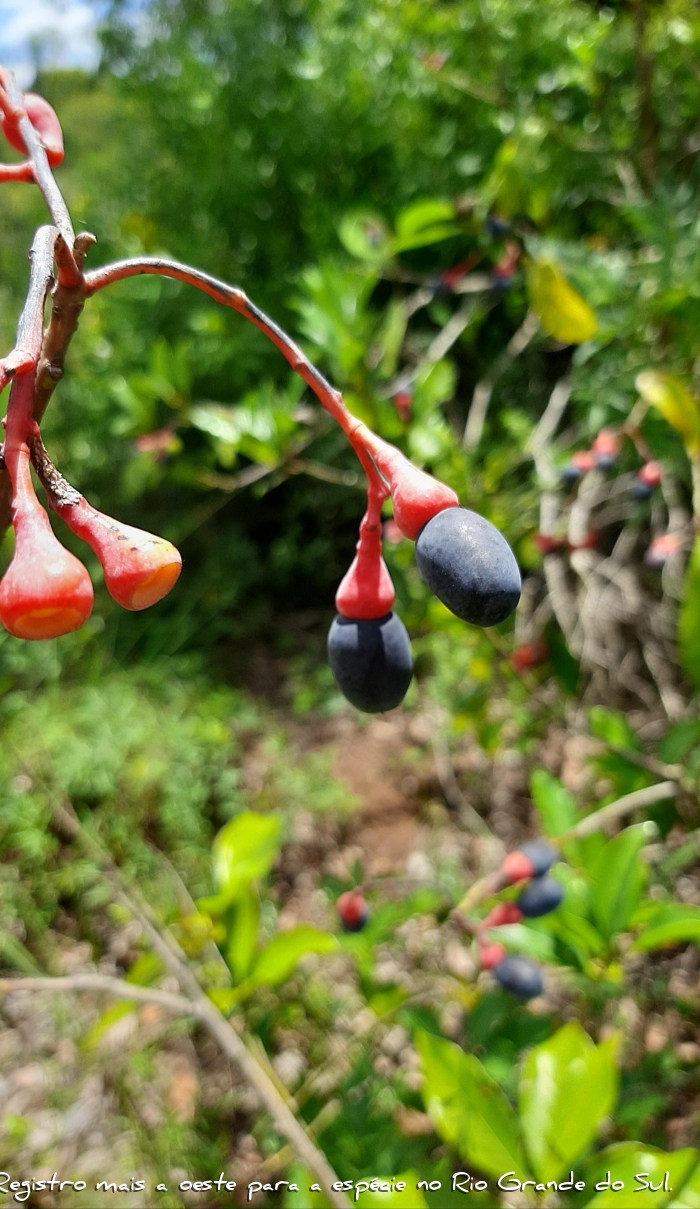 Endlicheria paniculata