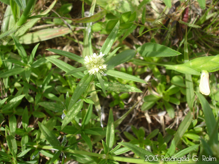 Borreria eryngioides