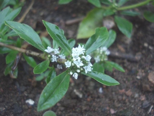 Borreria capitata