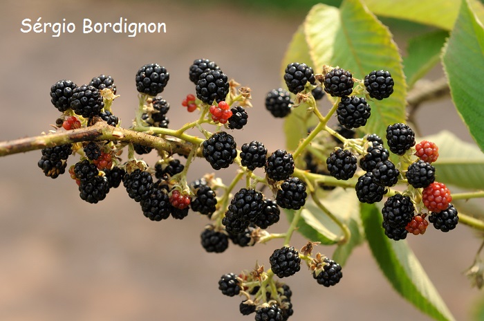 Rubus urticifolius